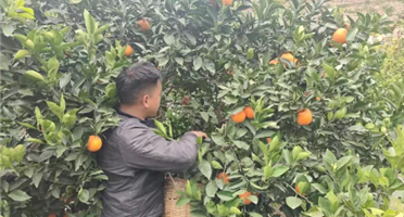 果香溢山间 帮扶暖民心 | 矿勘集团组织职工爱心认购千拖村脐橙